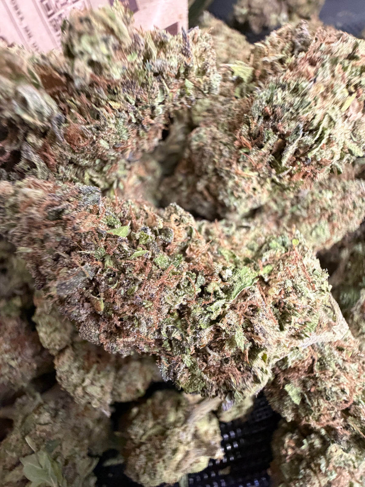 Purple Skunk | THCA Flower
