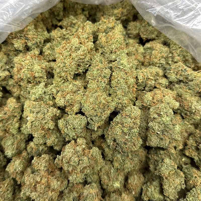 Jack Herer THCA Flower